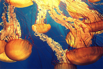 Biology I